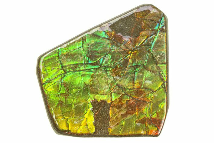 Iridescent Ammolite (Fossil Ammonite Shell) - Alberta, Canada #301682